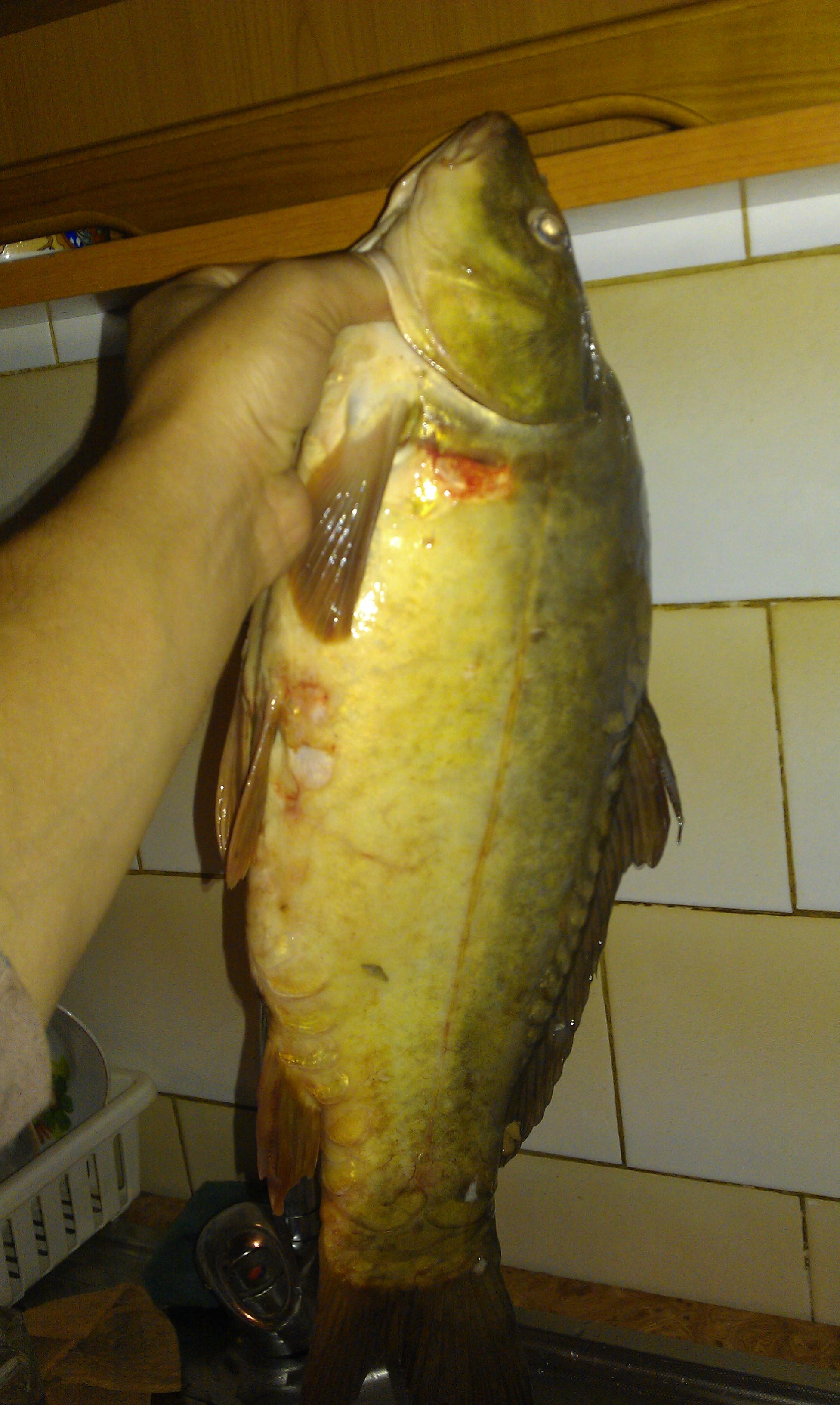 pescut la crap - imag0068.jpg